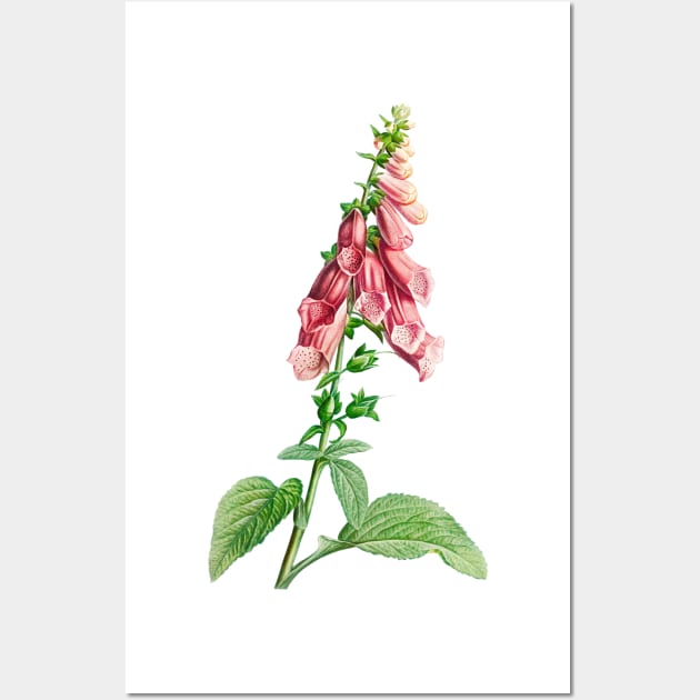 Common foxglove - Botanical Illustration Wall Art by chimakingthings